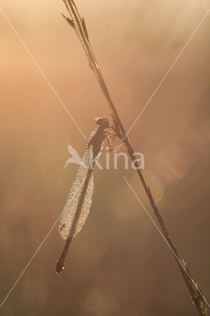 Koraaljuffer (Ceriagrion tenellum)