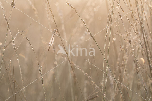 Koraaljuffer (Ceriagrion tenellum)