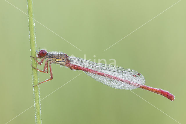 Koraaljuffer (Ceriagrion tenellum)