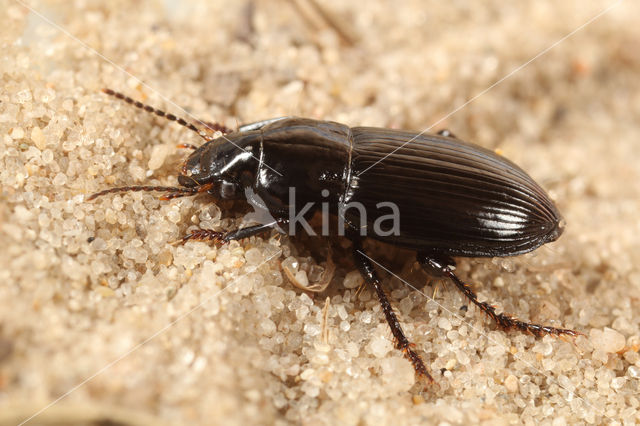 Harpalus neglectus