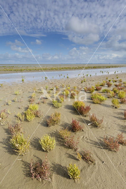 Kortarige zeekraal (Salicornia europaea)