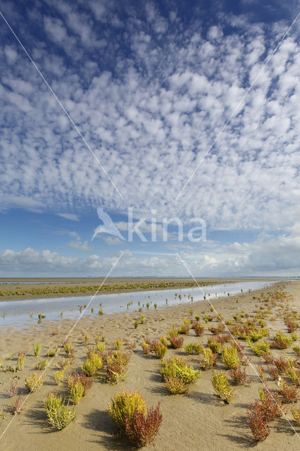 Kortarige zeekraal (Salicornia europaea)