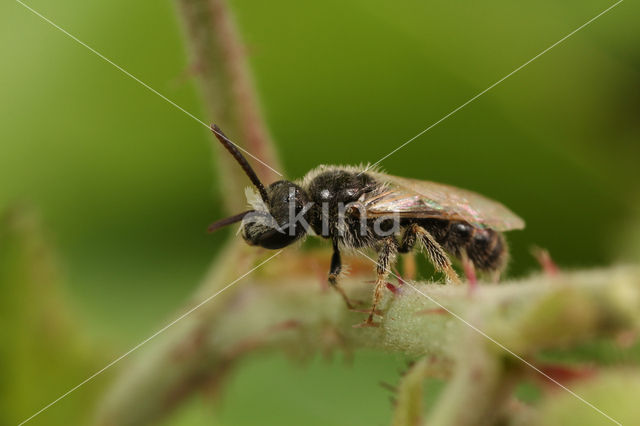 Lasioglossum brevicorne