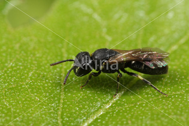 Kortsprietmaskerbij (Hylaeus brevicornis)