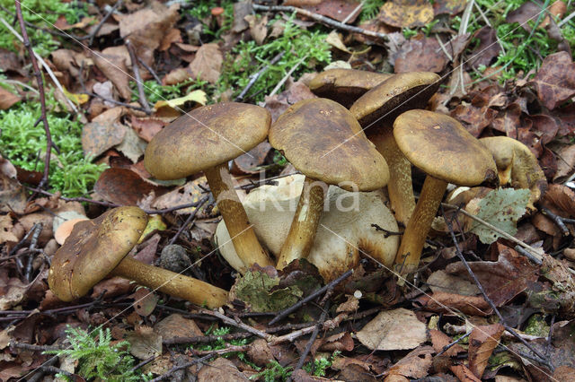 Parasitic Bolete (Boletus parasiticus)