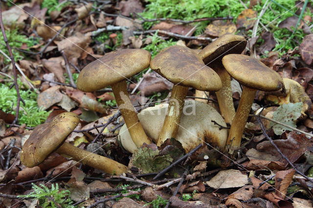 Parasitic Bolete (Boletus parasiticus)