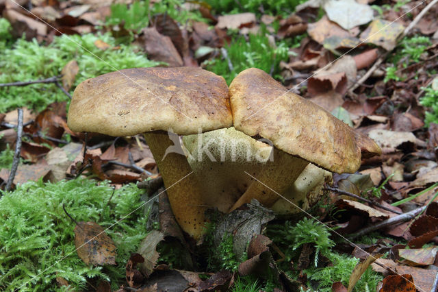 Parasitic Bolete (Boletus parasiticus)