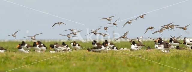 Krombekstrandloper (Calidris ferruginea)