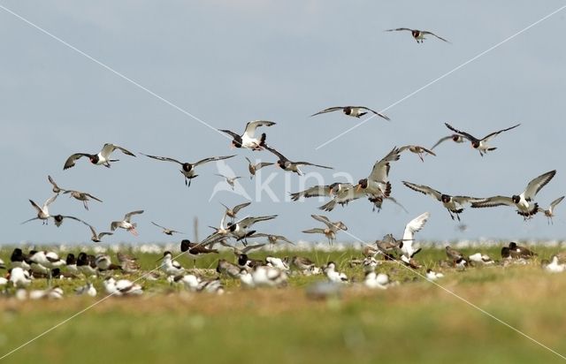 Krombekstrandloper (Calidris ferruginea)