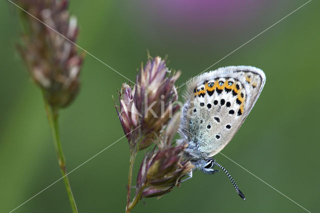 Lycaeides argyrognomon