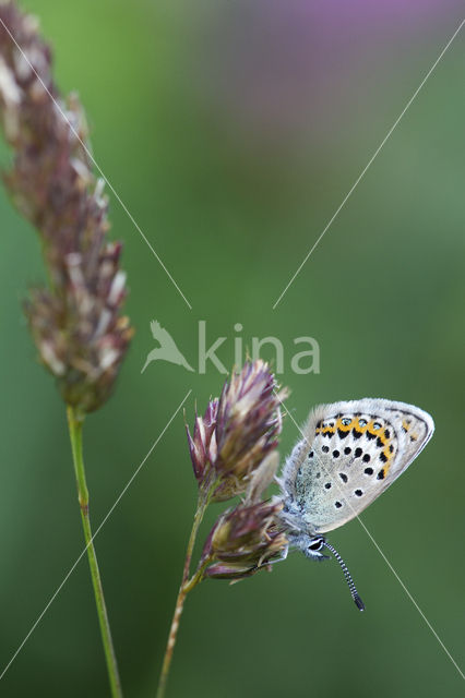 Lycaeides argyrognomon