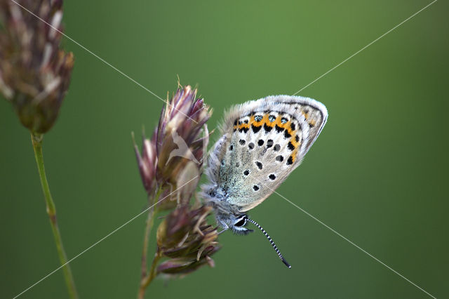 Lycaeides argyrognomon