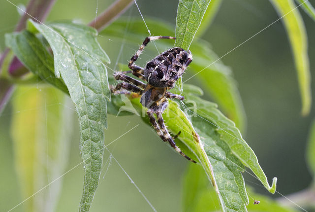 Kruisspin (Araneus diadematus)
