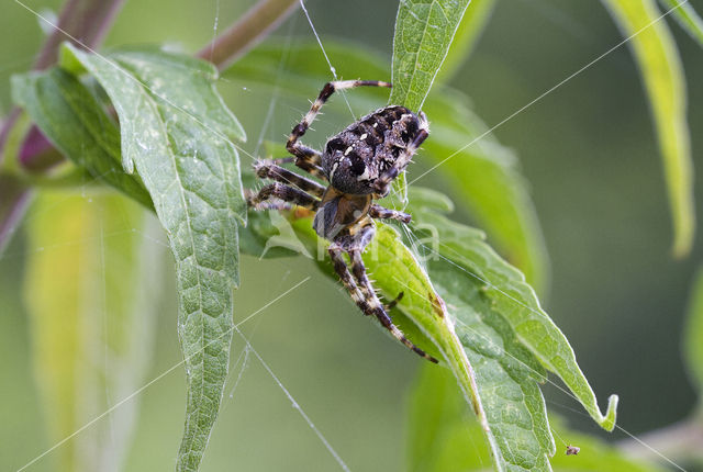 European Garden Spider (Araneus diadematus)