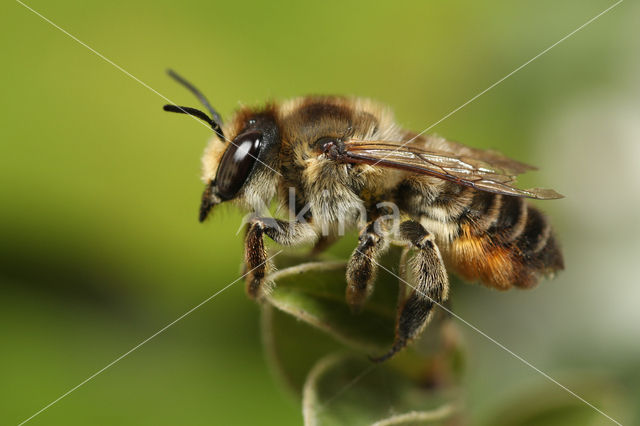 Kustbehangersbij (Megachile maritima)