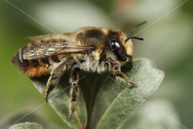 Kustbehangersbij (Megachile maritima)