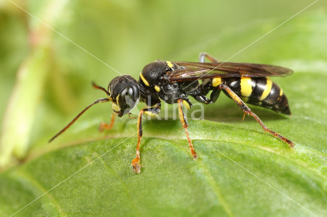 Lestiphorus bicinctus