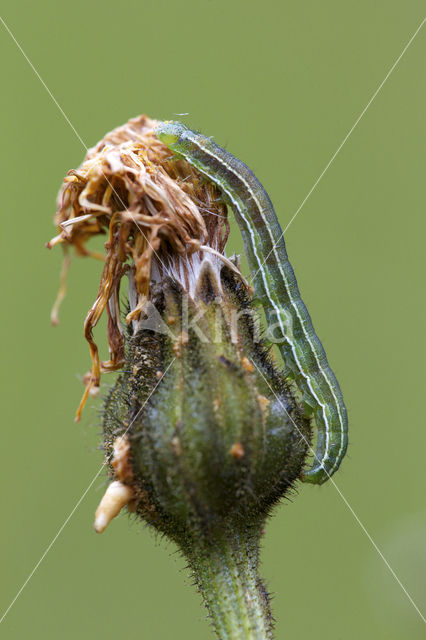 Lichte daguil (Heliothis viriplaca)