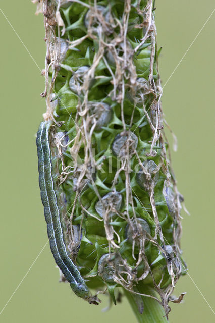 Marbled Clover (Heliothis viriplaca)