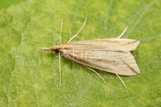 Donacaula forficella