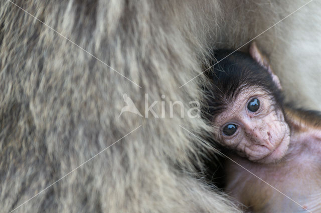 Barbary ape