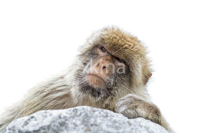 Barbary ape