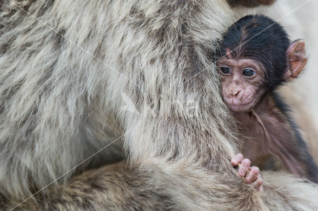 Barbary ape