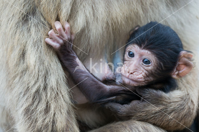 Barbary ape