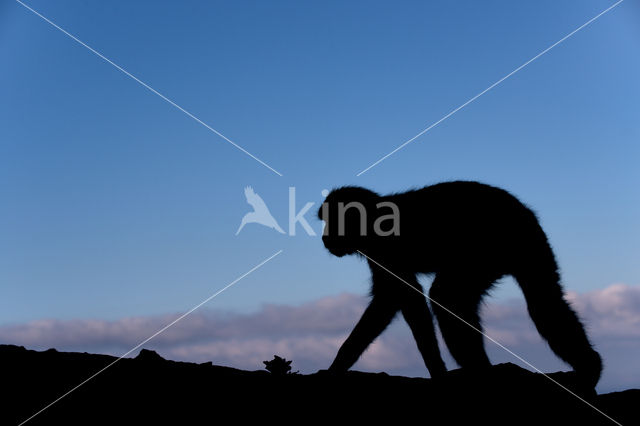 Barbary ape