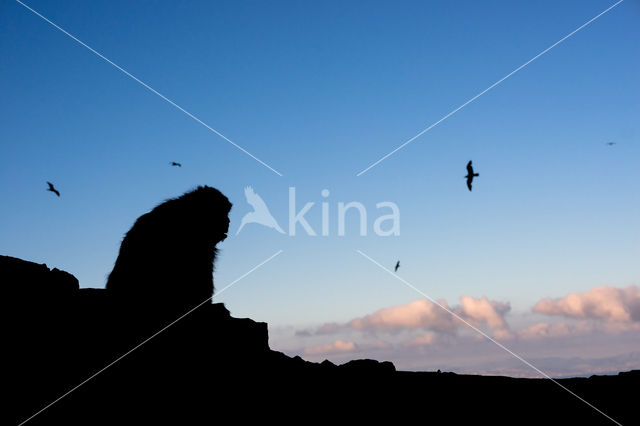 Barbary ape