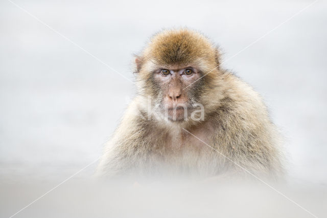 Barbary ape