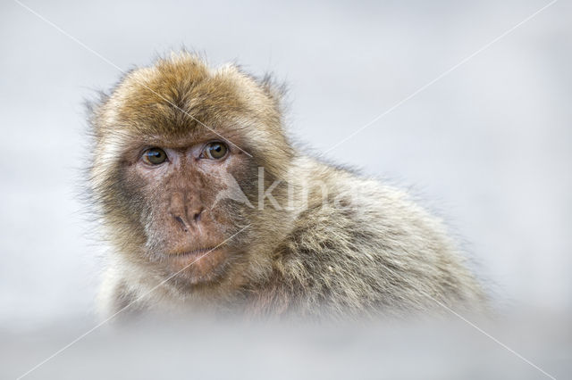 Barbary ape