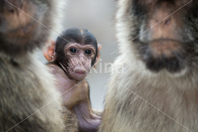 Barbary ape