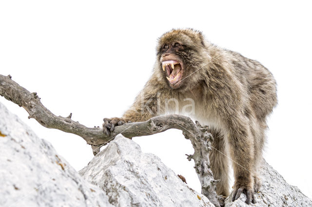 Barbary ape