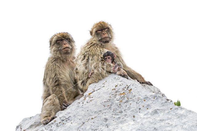 Barbary ape