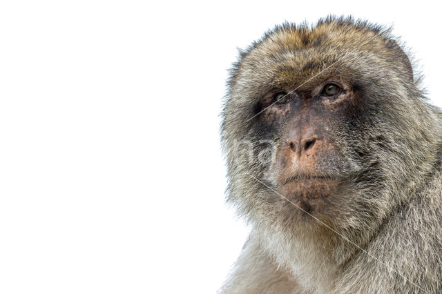 Barbary ape