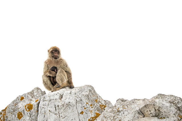 Barbary ape
