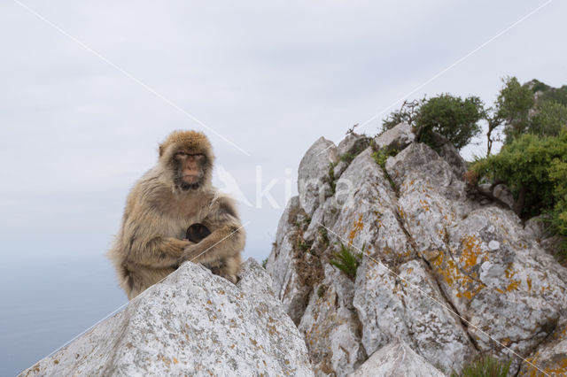 Barbary ape