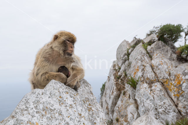 Barbary ape