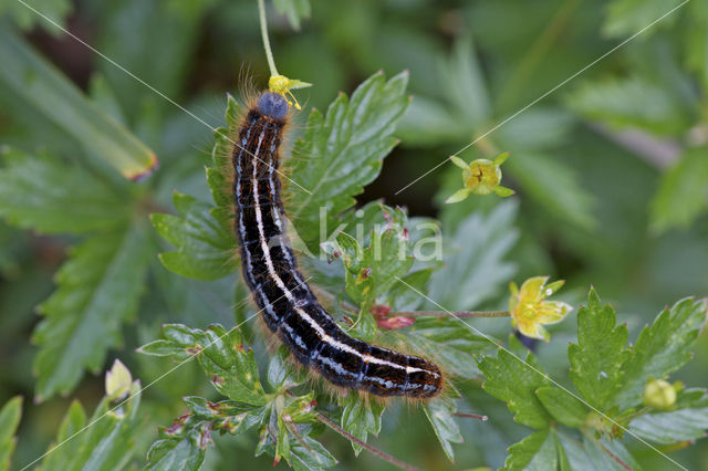 Malacosoma alpicola