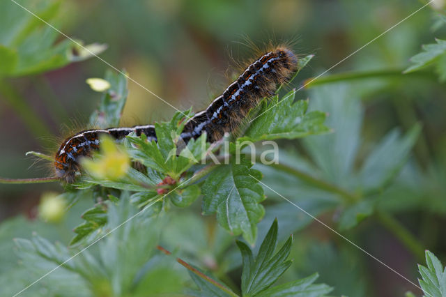 Malacosoma alpicola