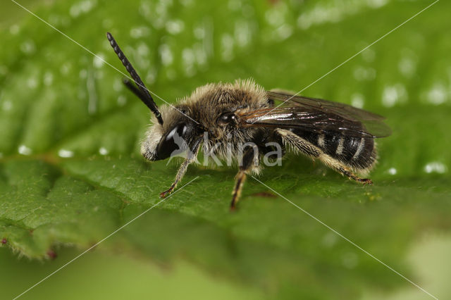 Lasioglossum leucozonium