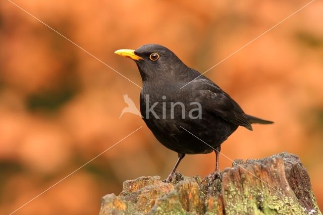 Merel (Turdus merula)