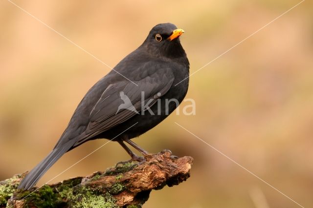 Eurasian Blackbird (Turdus merula)