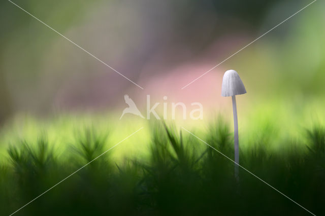 bonnet (Mycena spec.)