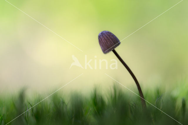 bonnet (Mycena spec.)