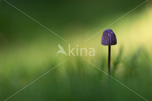 bonnet (Mycena spec.)