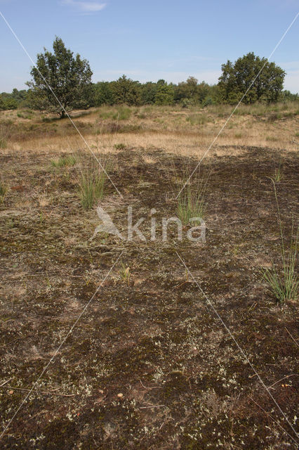 Nationaal Park Loonse en Drunense Duinen