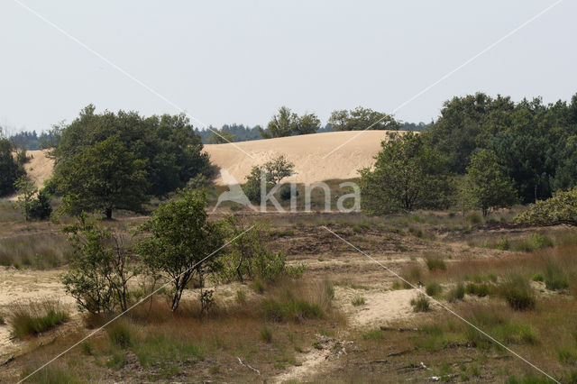 Nationaal Park Loonse en Drunense Duinen