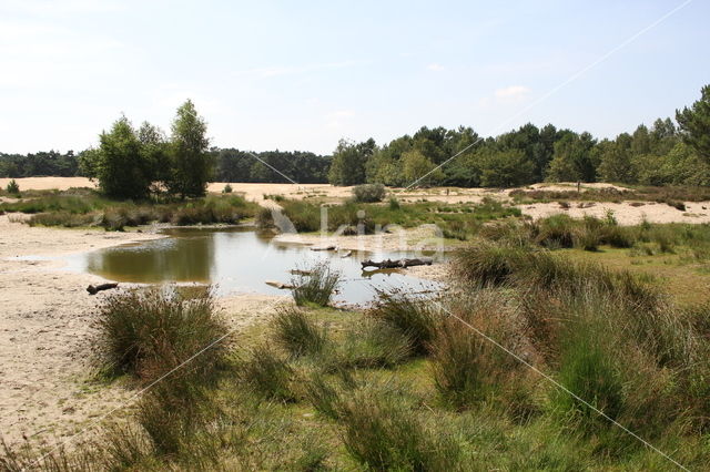 National Park Loonse en Drunense Duinen